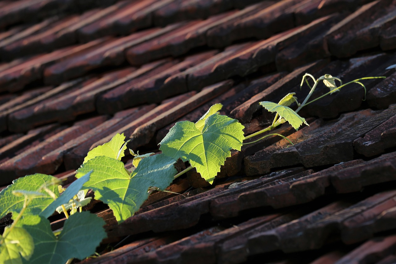 Quelles plantes grimpantes choisir pour habiller un mur disgracieux ? découvrez notre sélection de plantes grimpantes idéales pour embellir vos murs, treillis et jardins avec une touche naturelle et élégante.