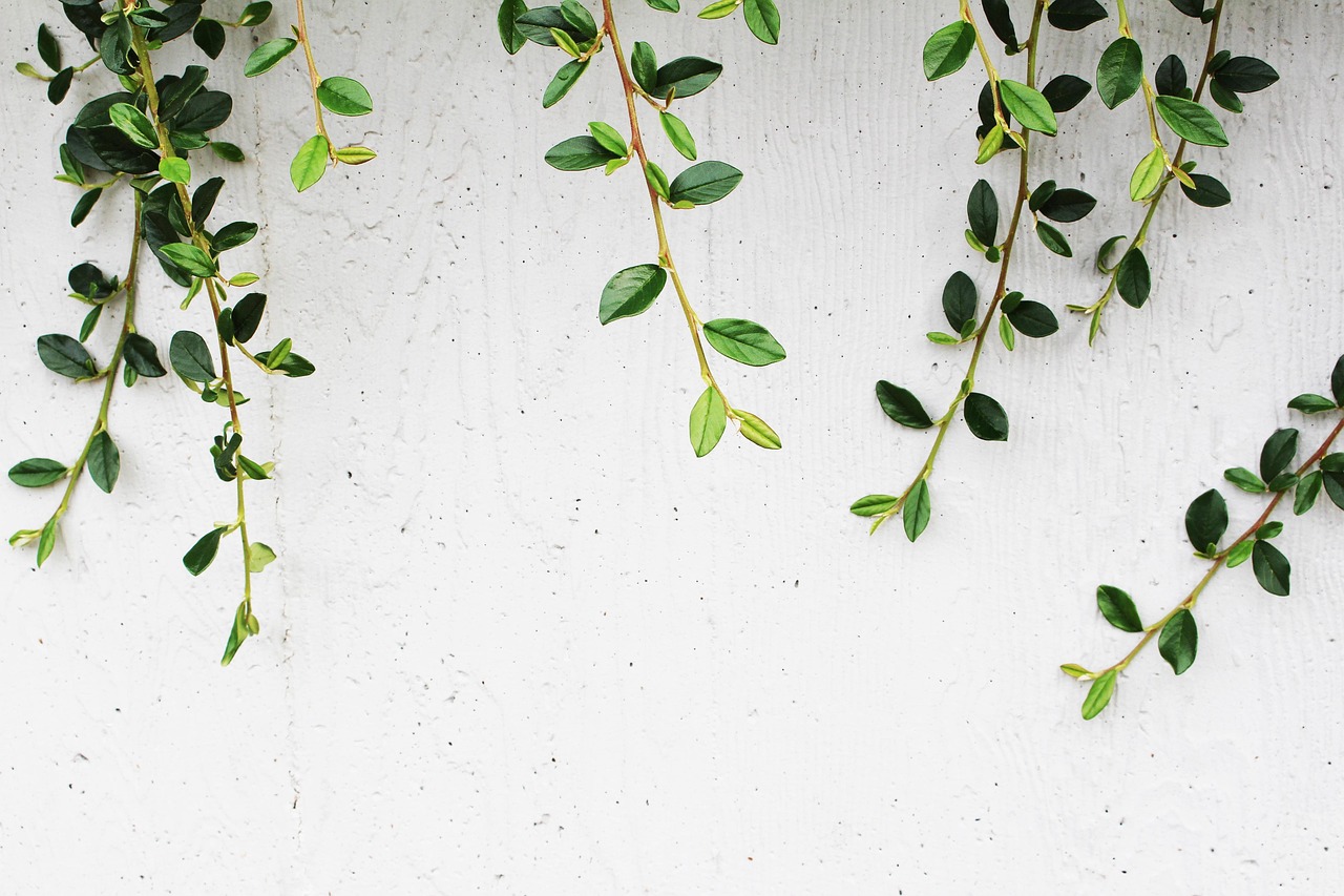 Quelles plantes grimpantes choisir pour habiller un mur disgracieux ?